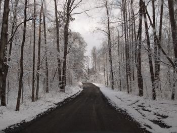 Road amidst bare trees