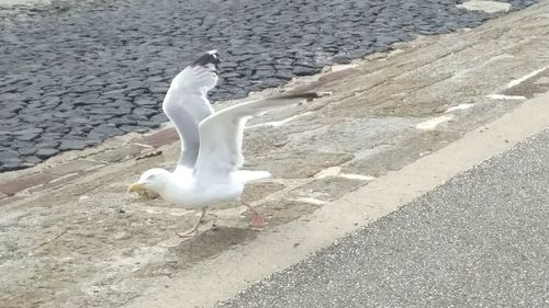 High angle view of seagull flying over lake