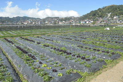 Scenic view of agricultural field against sky