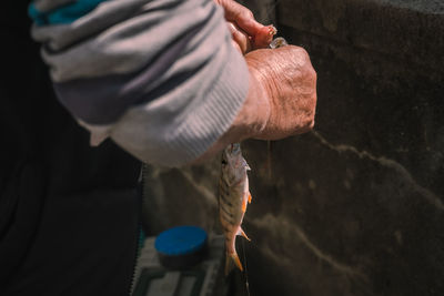 Hands removing the hook from a fish. fisherman fishing perch. common perch. healthy lifestyles.