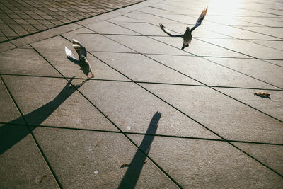 High angle view of birds perching on tiled floor