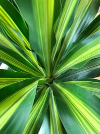 Full frame shot of palm leaf