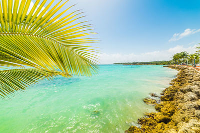 Palm tree by sea against sky