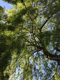 Low angle view of tree against sky