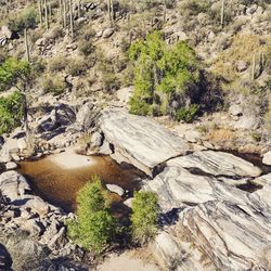 Rocks in forest