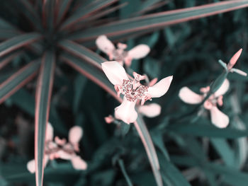 Close-up of flowering plant