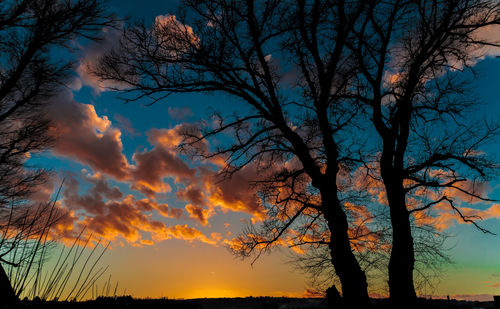 Low angle view of silhouette bare tree against sky during sunset