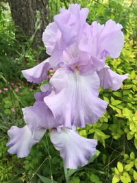 Close-up of purple flowers in bloom