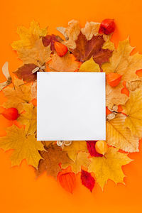 Close-up of yellow maple leaves on white background