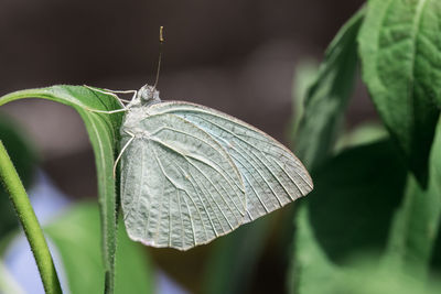 Close-up of butterfly on leaf