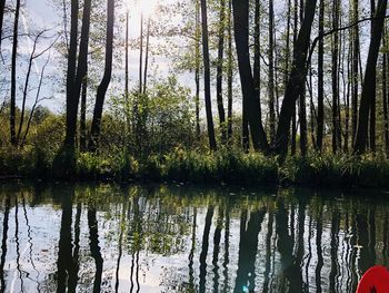 Scenic view of lake in forest