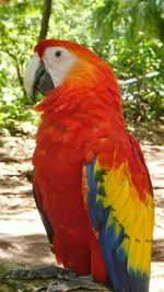 Close-up of parrot perching on ground 