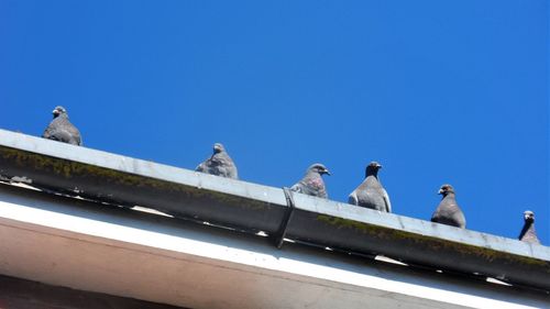 Low angle view of pigeons perching on roof against clear blue sky