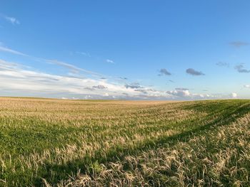 Scenic view of agricultural field against sky