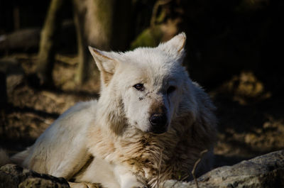 Wolf relaxing on field