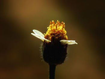 Close-up of dandelion flower against white background