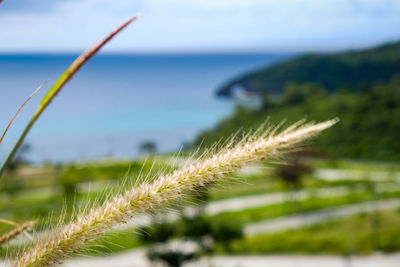 Close-up of crops growing on field against sky