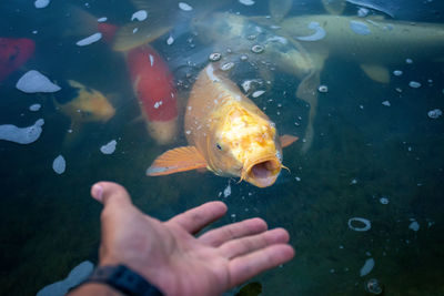 Fish swimming in sea