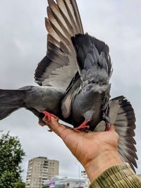 Cropped image of hand feeding seagulls