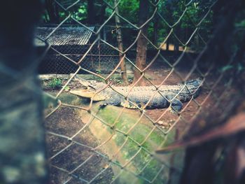 Close-up of chainlink fence in cage