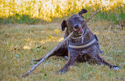 Portrait of a dog on field