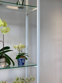 Potted plants on table at home