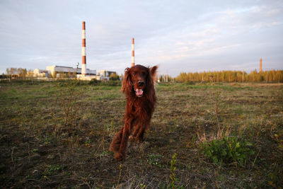 Dog standing on field