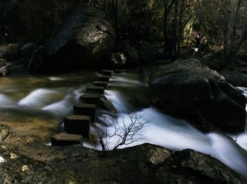 River stream amidst trees in forest