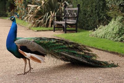 Peacock in castle grounds