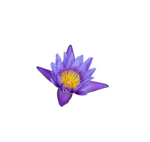 Close-up of purple flower against white background