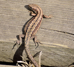 Close-up high angle view of a lizard