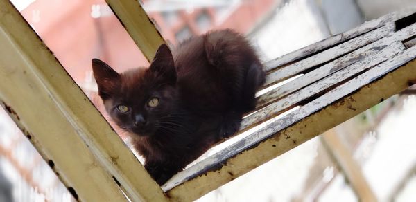 Portrait of black cat