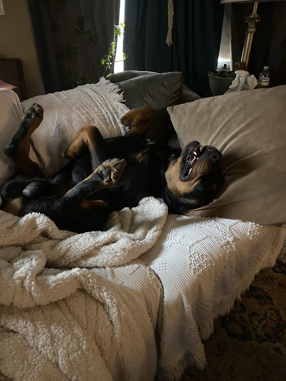 VIEW OF DOG SLEEPING ON BED