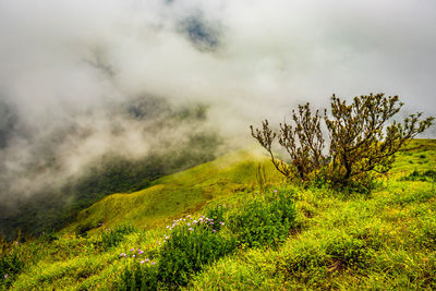 Mountain with green grass and thick clouds