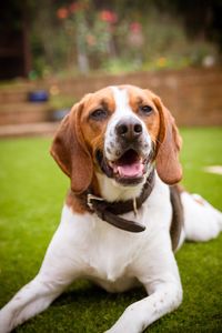 Close-up of dog outdoors