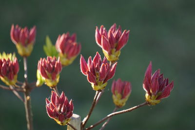 Close-up of pink flowering plants