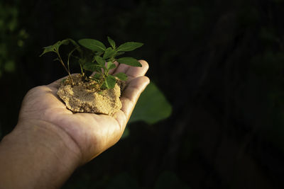 Close-up of hand holding plant