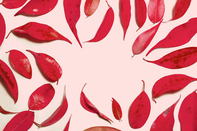 Close-up of red leaves over white background