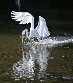 View of birds flying over lake