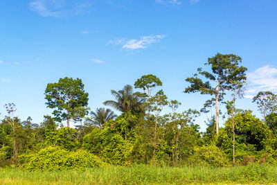 Low angle view of trees against blue sky