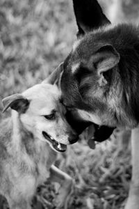 Close-up of dogs