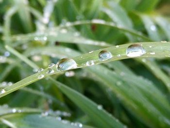 Close-up of water drops on leaf