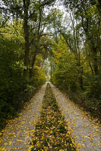 Road amidst trees in forest