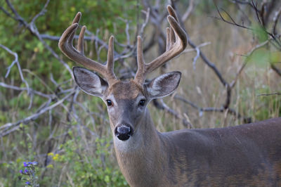 Portrait of deer