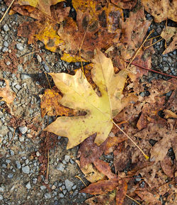 High angle view of maple leaves on field