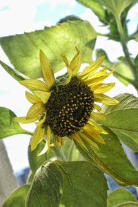 Close-up of sunflower