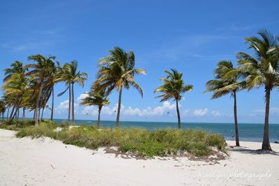 Palm trees on beach against sky