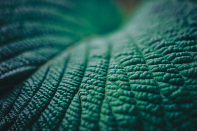 Detail shot of leaf