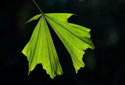 Close-up of leaves