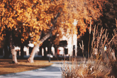Close-up of illuminated plants in park during autumn